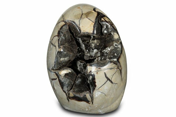 Free-Standing, Polished Septarian Geode - Black Crystals #302870